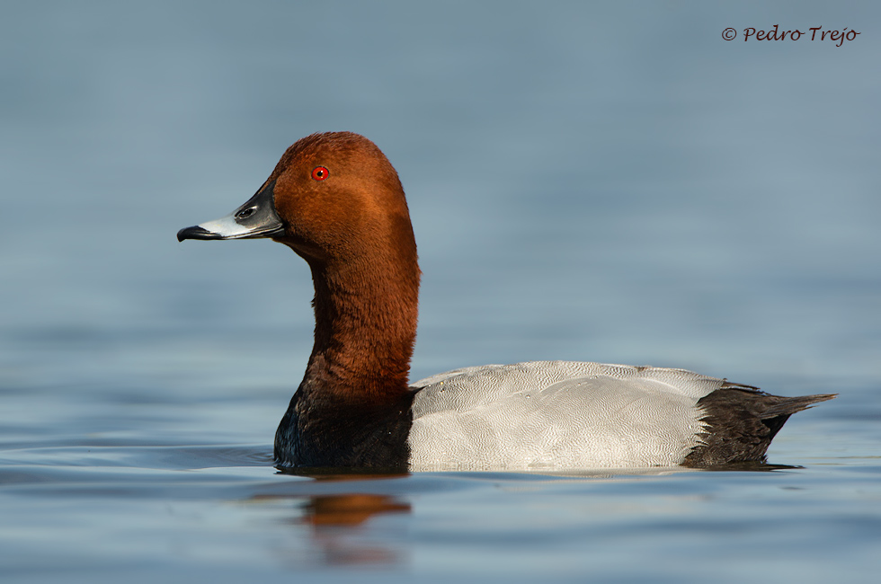 Porron común (Aythya ferina)